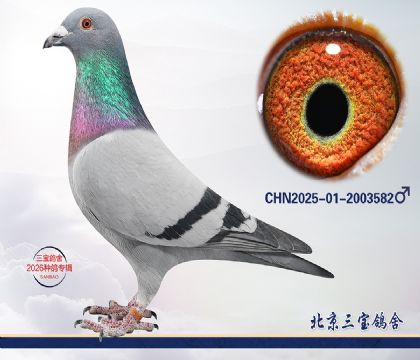 7.С����ƽ�Ѫ.2003582