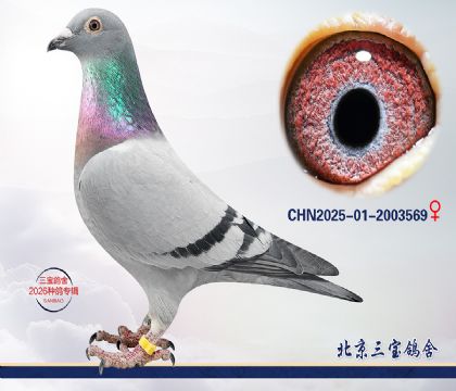 9.���Խ�Ѫ.2003569