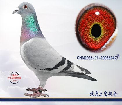 11.���Ƕ���x�ɸ�.2003524