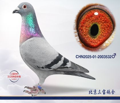 4.����С�ӽ�Ѫ.2003532