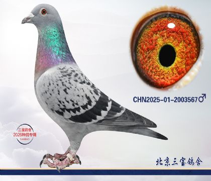 6.���ֿ�˹x����.2003567