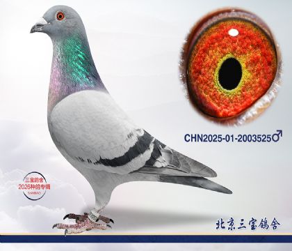 7.���Ƕ���x�ɸ�.2003525