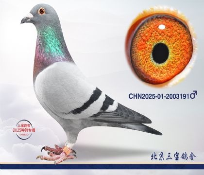 9.�ٰ�����Ѫ.2003191