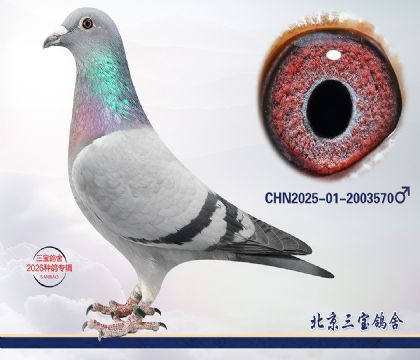 12.����396��Ѫ.2003570