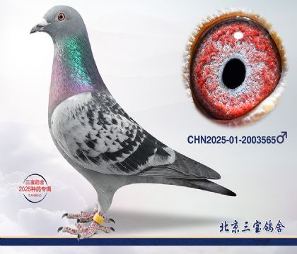 13.����396��Ѫq.2003565