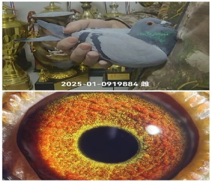 ��Ĭ��2025-01-0919884