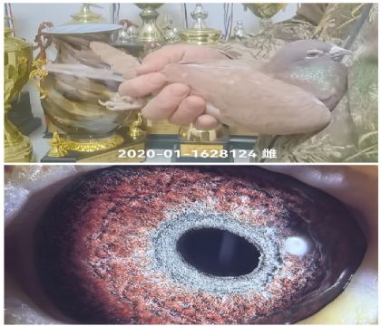 Ľ����2020-01-1628124