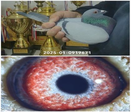 ����*���׵Ϸ���2025-01-0919671