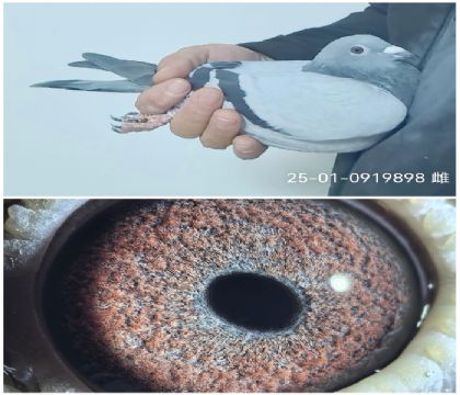 �ɸ�2025-01-0919898