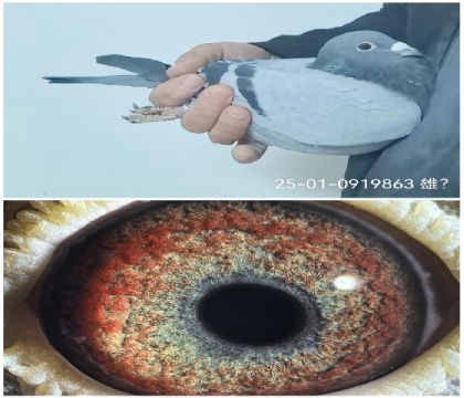 ��Ĭ��2025-01-0919863