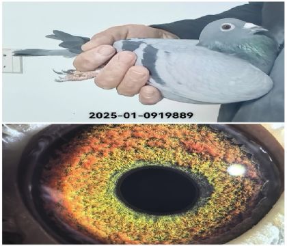 ��Ĭ�¹ھ���»ֱŮ2025-01-0919889