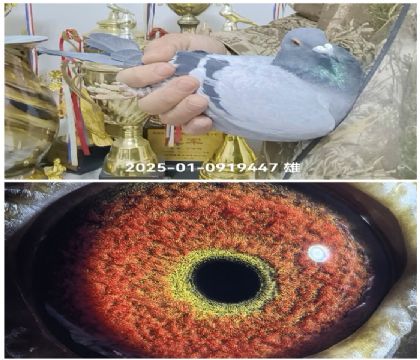 ��Ĭ��2025-01-0919447