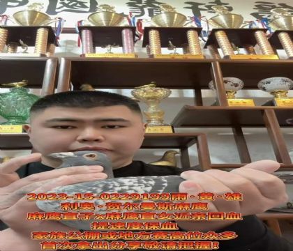 �ص��Ƽ������º،���˹����ӥ��ֱ��X����ӥ��ֱŮ