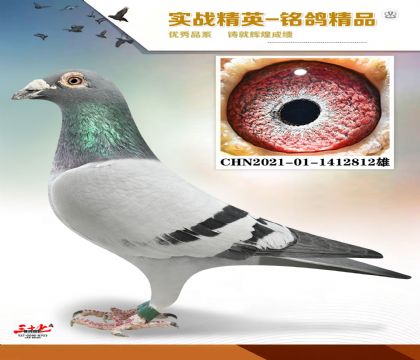 ����ɣ��ʿ  ��ʢVIP����