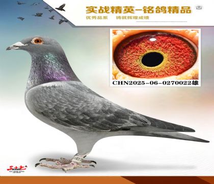 �����䷲��     500����11��