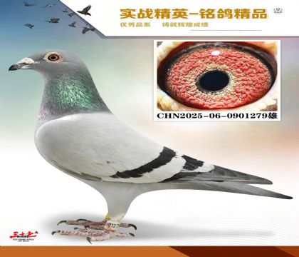 ɣ��ʿ�䷲��