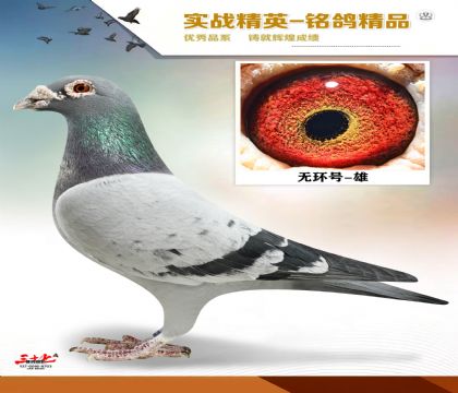 �����������ϻ���