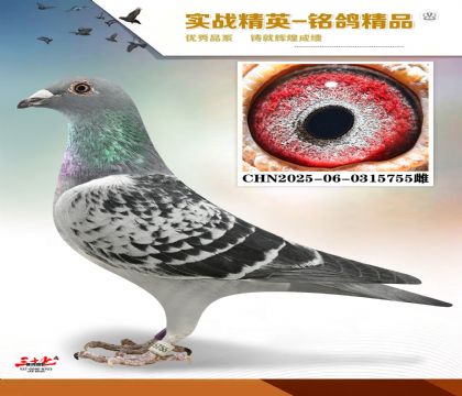 ɣ��ʿ�䷲��   500����5��