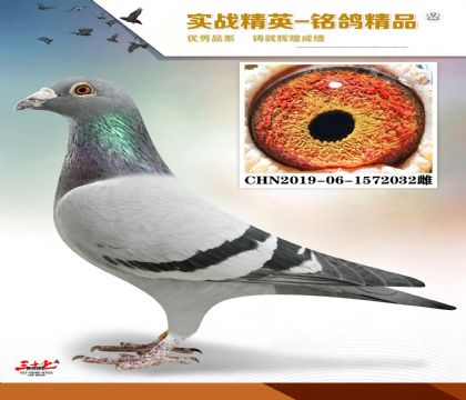 �����ϻ���   �����׻�Ѫ