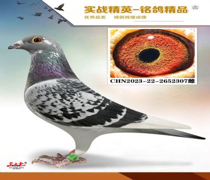 ɣ��ʿ�����    ����91��