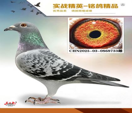 �����ϻ���   ���׻�Ѫ