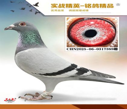 ����ɣ��ʿ    ���׻�Ѫ  �ر��Ƽ�