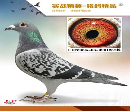 �����ϻ���