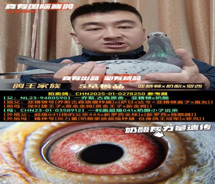 《鸽王家族》亚精顿号x奶酪x罗西