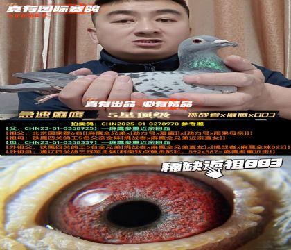 《急速麻鹰》挑战者x麻鹰x003