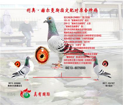 铁鹰鸽王5名奶奶