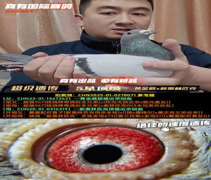 《超级遗传》黄金雌x新奥林匹克