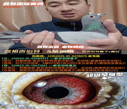 《超级金母型鸽眼》新吉伯特直子x直女