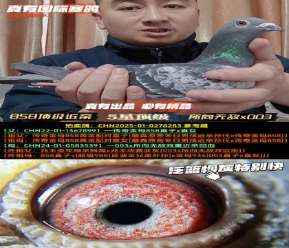 《绝对实战》858回血所向无敌x003