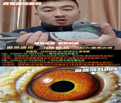 《麻鹰遗传》003x麻鹰近亲