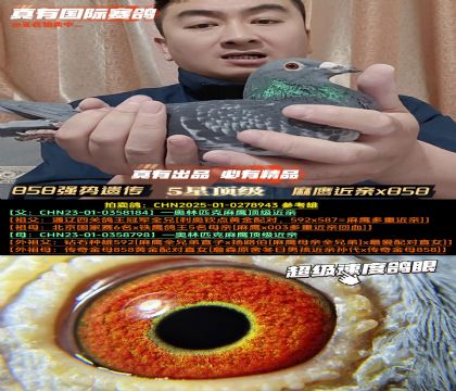 《858强势遗传》麻鹰近亲x858