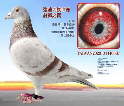 台湾强速鸽族传奇:红狐之宝