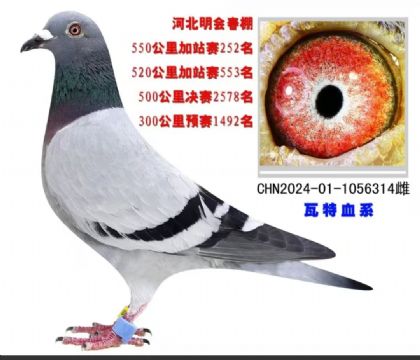 公棚加站赛252名