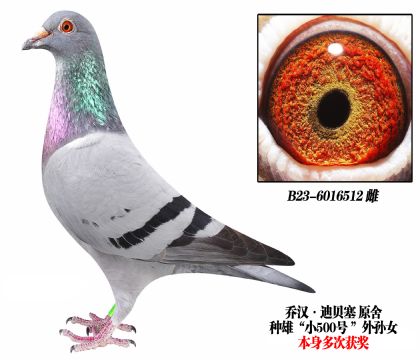 乔汉迪贝塞原舍“小500”孙代-6016512