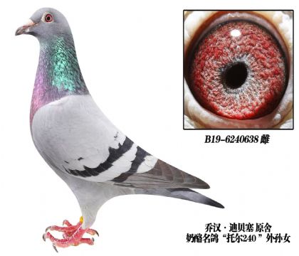 乔汉迪贝塞原舍“240”孙代-6240638 送子代