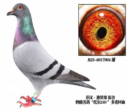 乔汉迪贝塞原舍“240”近亲-6017004