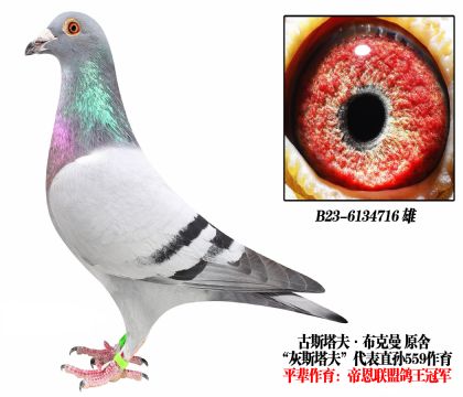 古斯塔夫布克曼原舍-6134716