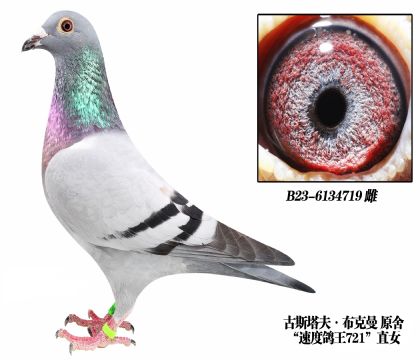 古斯塔夫布克曼原舍-6134719