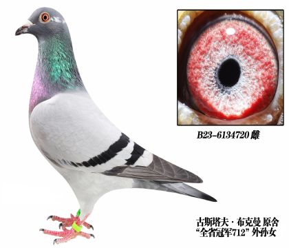 古斯塔夫布克曼原舍-6134720