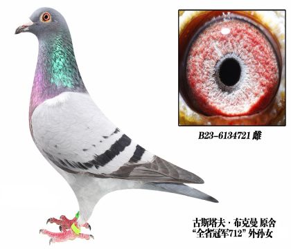 古斯塔夫布克曼原舍-6134721