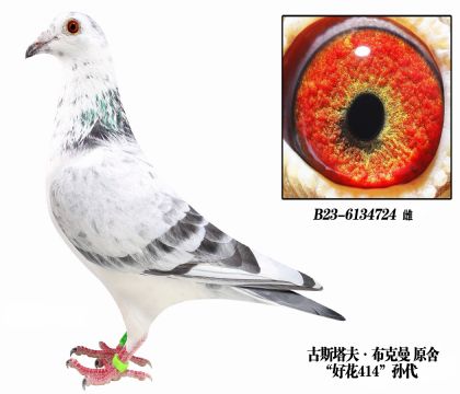 ”好花”古斯塔夫布克曼原舍-6134724