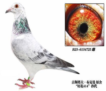 ”好花”古斯塔夫布克曼原舍-6134725