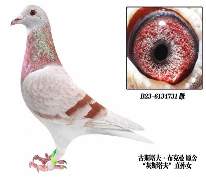 古斯塔夫布克曼原舍-6134731