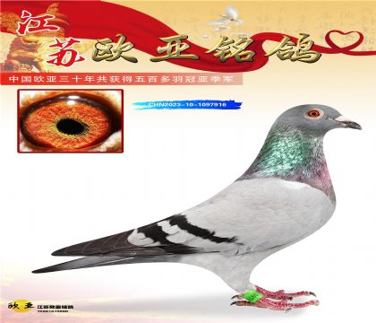 盖比原舍皇家灰直子437X皇家灰直女461