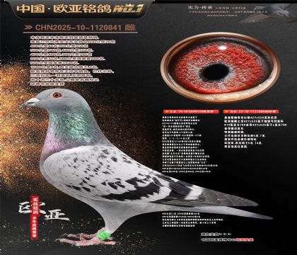 詹森公主号四冠鸽王八名124X919直女080