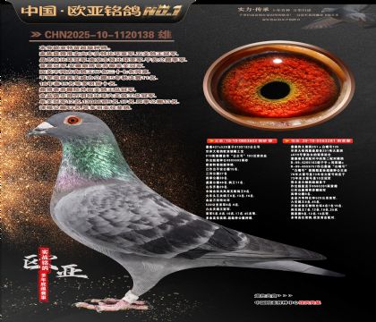 詹森919直子603X伟大黑斑281